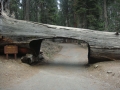 Sequoia NP